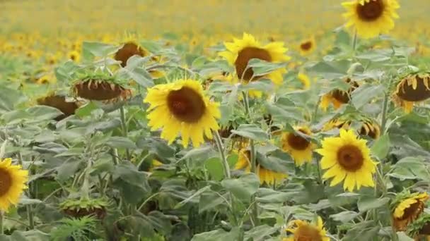 Uitzicht Zonnebloemen Veld Waait Bij Wind Overdag — Stockvideo