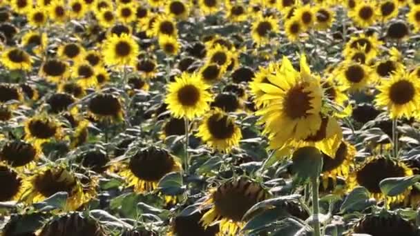 Uitzicht Zonnebloemen Veld Waait Bij Wind Overdag — Stockvideo