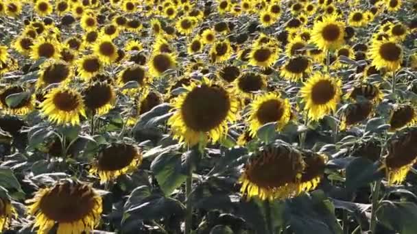 Näkymä Auringonkukan Pellolle Tuulen Puhaltaessa Päivällä — kuvapankkivideo