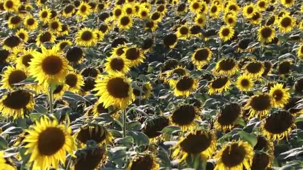 Uitzicht Zonnebloemen Veld Waait Bij Wind Overdag — Stockvideo