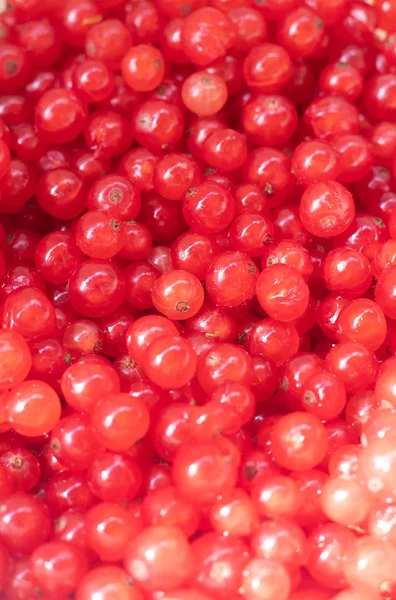 Beeren Von Roten Johannisbeeren Als Hintergrund — Stockfoto