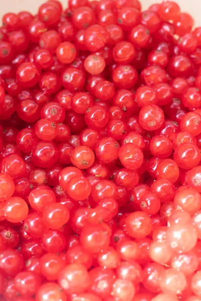 Beeren Von Roten Johannisbeeren Als Hintergrund — Stockfoto