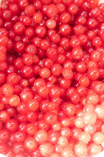 Beeren Von Roten Johannisbeeren Als Hintergrund — Stockfoto