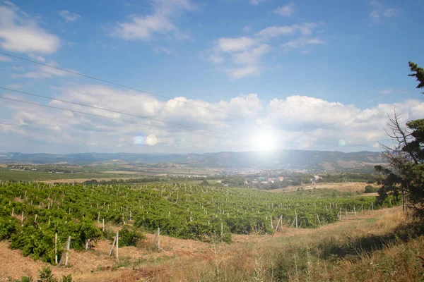 Paisaje Verano Con Viñedos Sobre Fondo Montañoso —  Fotos de Stock