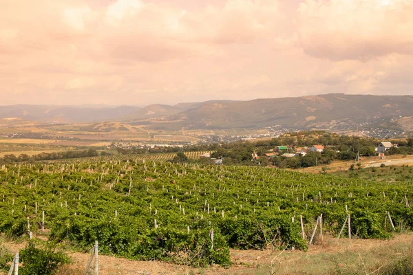 Summer Landscape Vineyards Mountains Background — Stock Photo, Image