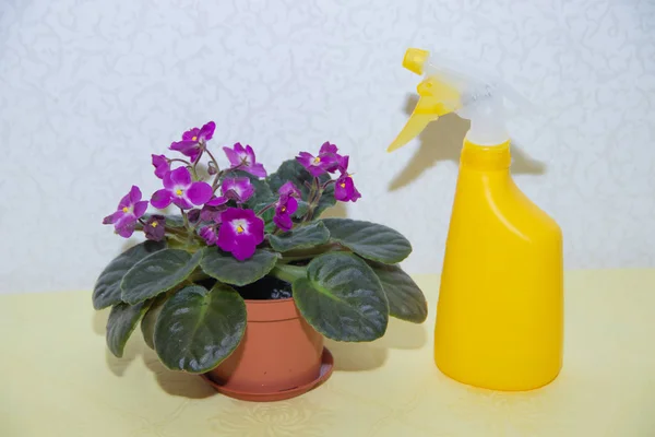 Bunga ungu buatan sendiri dan penyemprot untuk bunga. Bunga ungu. Tanaman abadi dalam negeri. Menyemprot air dengan bunga. .. Perawatan tanaman . — Stok Foto