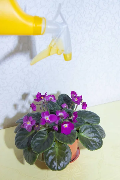 Bunga ungu buatan sendiri dan penyemprot untuk bunga. Bunga ungu. Tanaman abadi dalam negeri. Menyemprot air dengan bunga. .. Perawatan tanaman . — Stok Foto