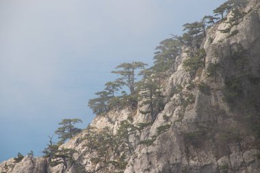 Sisin içindeki Ai-petri dağı. Yüksek dağ. Kırım dağları. Alçak bulutlar. Güzel dağ manzarası. Kırım 'ın en yüksek noktalarından biri olan kısmen bulutlar, sis ve bulutlarla kaplı ünlü Al Petri dağı görkemli ve güzeldir..