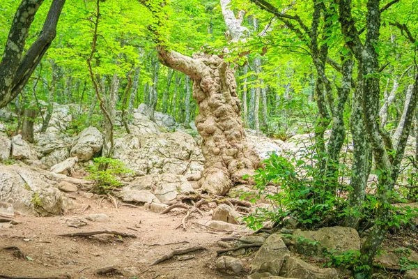 愛霧のペトリ山 高い山だ 犯罪者の山 雲が少ない 美しい山の風景 クリミアの最高点の1つである雲 霧に覆われた有名なAi Petri山は雄大で美しいです — ストック写真