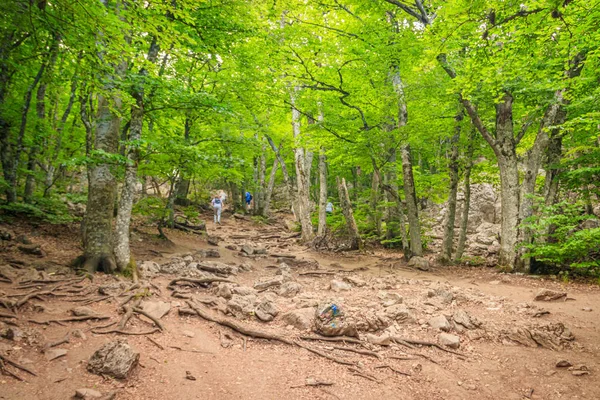 愛霧のペトリ山 高い山だ 犯罪者の山 雲が少ない 美しい山の風景 クリミアの最高点の1つである雲 霧に覆われた有名なAi Petri山は雄大で美しいです — ストック写真