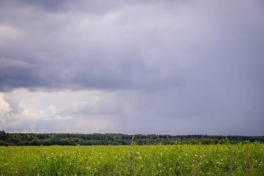 Yaz arazisi. Rus açık alanları. Fırtınadan önce. Karanlık yağmurlu gökyüzü. Yağmurdan önce arka plan Rus alan.