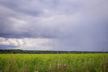 Yaz arazisi. Rus açık alanları. Fırtınadan önce. Karanlık yağmurlu gökyüzü. Yağmurdan önce arka plan Rus alan.