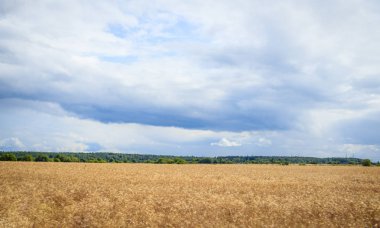 Yaz arazisi. Rus açık alanları. Fırtınadan önce. Karanlık yağmurlu gökyüzü. Yağmurdan önce arka plan Rus alan.
