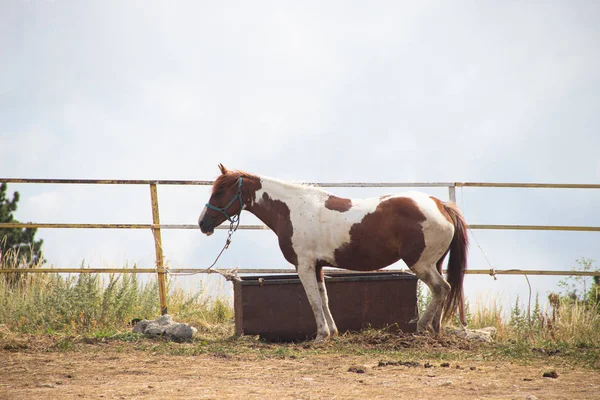 Cavalos Caminhando Nas Montanhas Crimeia — Fotografia de Stock