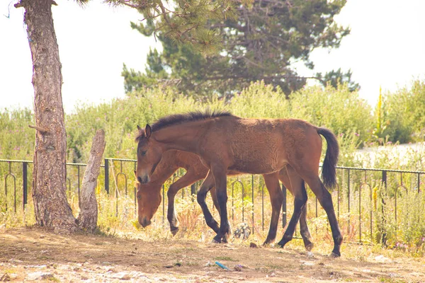 Cavalos Caminhando Nas Montanhas Crimeia — Fotografia de Stock