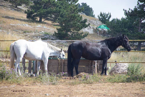 Cavalos Caminhando Nas Montanhas Crimeia — Fotografia de Stock