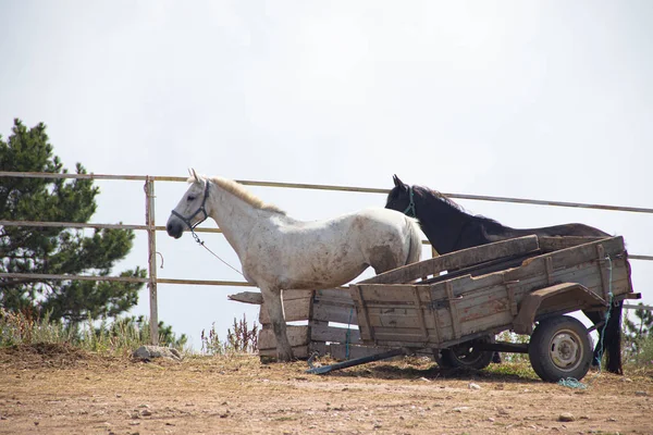 Cavalos Caminhando Nas Montanhas Crimeia — Fotografia de Stock