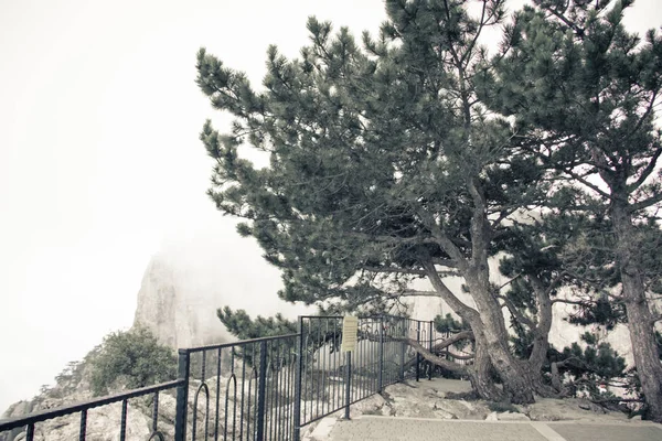 Árboles alpinos. Árboles en la cima de una montaña en niebla. Árboles atrofiados de pino . — Foto de Stock