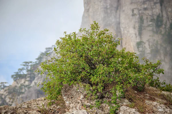 Alpské stromy. Stromy na vrcholku hory v mlze. Zakrchané stromy. — Stock fotografie