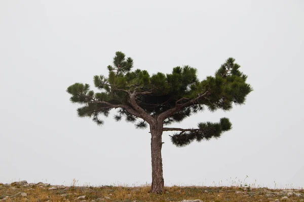 アルプスの木霧の中の山の上の木々。松のスタントツリー. — ストック写真