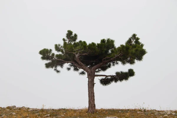 Árboles alpinos. Árboles en la cima de una montaña en niebla. Árboles atrofiados de pino . — Foto de Stock