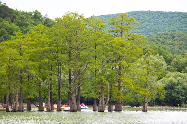 Cypress Lake Succo Attractions Anapa Russia — Stock Photo, Image