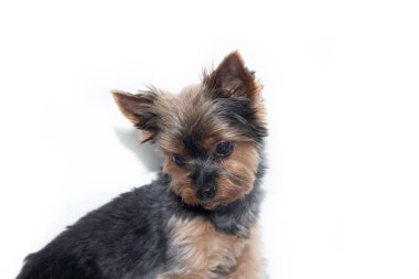 Yorkshire Terrier köpeği beyaz bir arka plan üzerinde. Küçük köpek beyaz bir arka plan üzerinde izole. Yığılmış köpek. Bir evcil hayvan.