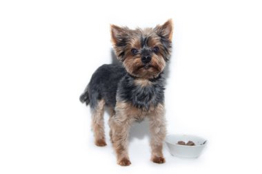 Yorkshire Terrier köpeği beyaz bir arka plan üzerinde. Küçük köpek beyaz bir arka plan üzerinde izole. Yığılmış köpek. Bir evcil hayvan.