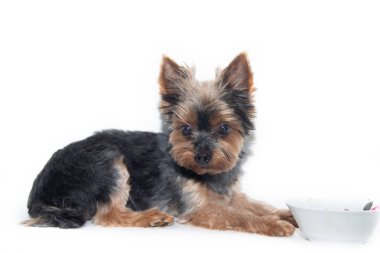 Yorkshire Terrier köpeği beyaz bir arka plan üzerinde. Küçük köpek beyaz bir arka plan üzerinde izole. Yığılmış köpek. Bir evcil hayvan.