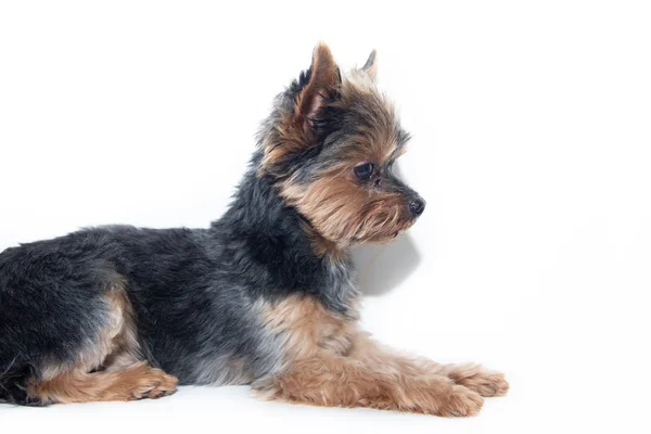 Yorkshire Terrier dog on a white background. Little dog isolated on a white background. Sheared dog. A pet. — Stock Photo, Image