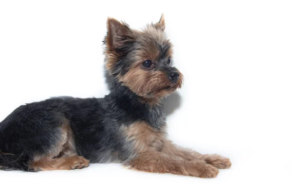 Yorkshire Terrier cane su sfondo bianco. Cagnolino isolato su sfondo bianco. Cane tosato. Un animale domestico . — Foto Stock