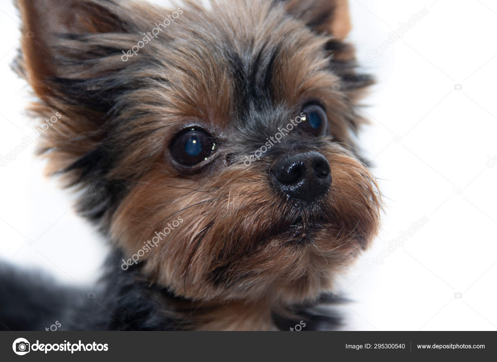 Crabot De Terrier De Yorkshire Sur Un Fond Blanc Petit
