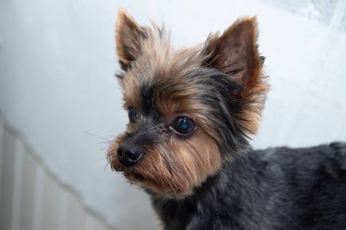 Yorkshire Terrier köpeği beyaz bir arka plan üzerinde. Küçük köpek beyaz bir arka plan üzerinde izole. Yığılmış köpek. Bir evcil hayvan.