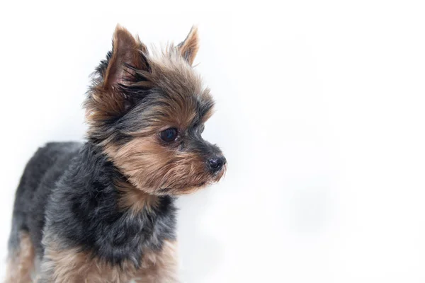 Yorkshire Terrier cane su sfondo bianco. Cagnolino isolato su sfondo bianco. Cane tosato. Un animale domestico . — Foto Stock