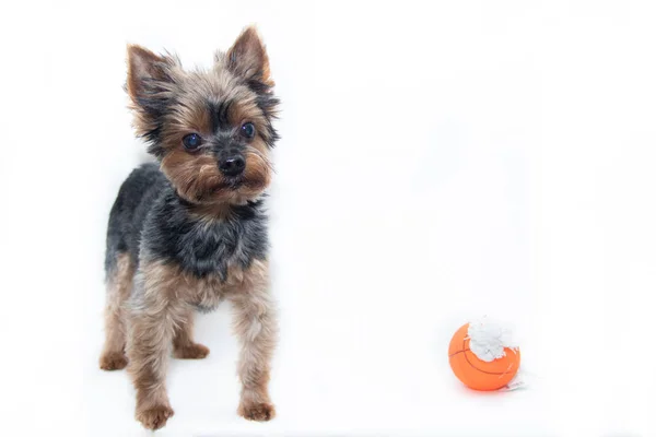 白い背景にヨークシャーテリア犬。白い背景に孤立した小さな犬。せき犬。ペット. — ストック写真