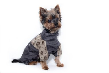 Yorkshire terrier köpek beyaz bir arka plan üzerinde bir takım elbise. Küçük köpek beyaz bir arka plan üzerinde izole. Yığılmış köpek. Bir evcil hayvan.