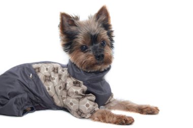 Yorkshire terrier köpek beyaz bir arka plan üzerinde bir takım elbise. Küçük köpek beyaz bir arka plan üzerinde izole. Yığılmış köpek. Bir evcil hayvan.