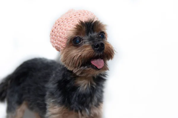 Yorkshire terrier kutya, egy kötött kalap, fehér alapon. Kicsi kutya elszigetelt-ra egy fehér háttér. Nyesett kutya. Egy kisállatot. — Stock Fotó