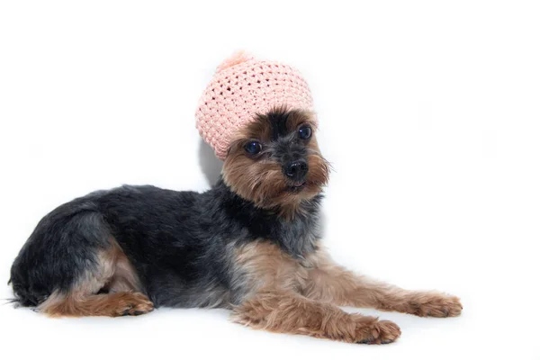 Yorkshire Terrier dog in a knitted hat on a white background. Little dog isolated on a white background. Sheared dog. A pet. — Stock Photo, Image