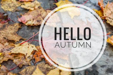 Banner merhaba sonbahar. Yeni ay. Tebrik kartı. Altın sonbahar. Fotoğraftaki metin. Seasons. Yaprak -ları. Ağaç dalı. Bitki