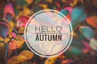 Banner merhaba sonbahar. Yeni ay. Tebrik kartı. Altın sonbahar. Fotoğraftaki metin. Seasons. Yaprak -ları. Ağaç dalı. Bitki