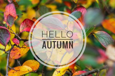 Banner merhaba sonbahar. Yeni ay. Tebrik kartı. Altın sonbahar. Fotoğraftaki metin. Seasons. Yaprak -ları. Ağaç dalı. Bitki