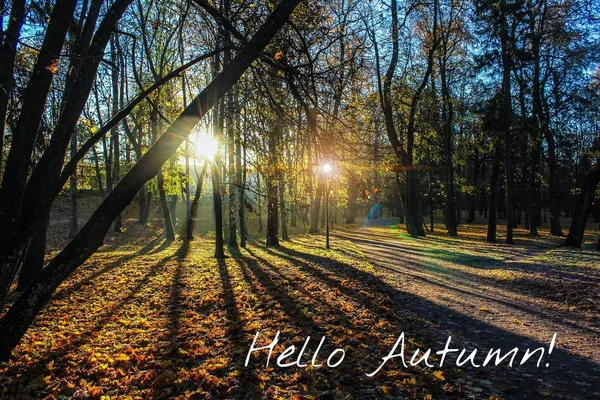 배너 안녕하세요 가을. 새 달입니다. 인사말 카드. 황금 가을입니다. 공원에서 가을. 사진의 텍스트입니다. 가을 공원의 나무. — 스톡 사진