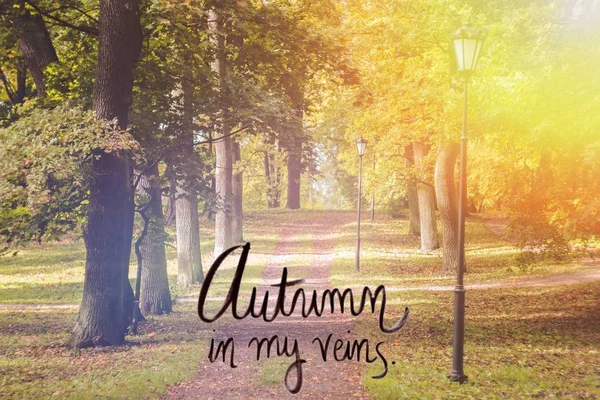 Banner hello autumn. New month. Greeting card. Golden autumn. Autumn in the park. The text in the photo. Trees in the autumn park.