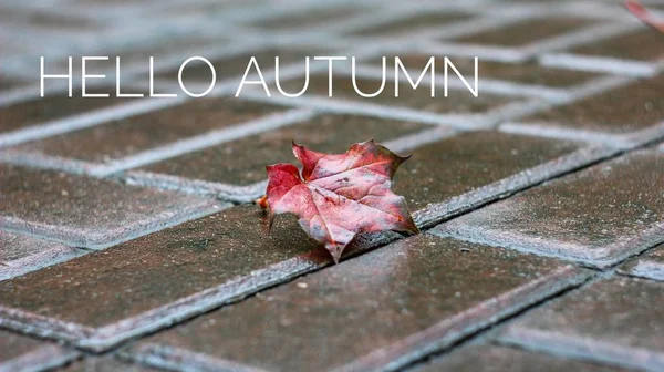 Banner hello autumn. New month. Greeting card. Golden autumn. The text in the photo. Seasons . Leaves. Tree branch. Plants