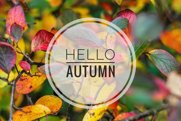 Banner hallo Herbst. neuen Monat. Grußkarte. Goldener Herbst. den Text auf dem Foto. Jahreszeiten. geht. Äste. Pflanzen — Stockfoto