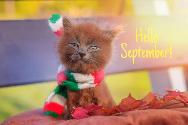 Hello September banner. New month. Greeting card. Golden autumn. The text in the photo. Kitten in the autumn park. A pet.