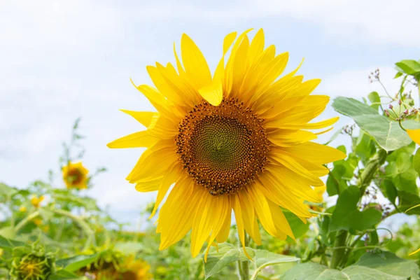 Ein Feld mit Sonnenblumen. große gelbe Blumenfeld. Blumen mit Samen. — Stockfoto