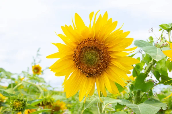 Ein Feld mit Sonnenblumen. große gelbe Blumenfeld. Blumen mit Samen. — Stockfoto