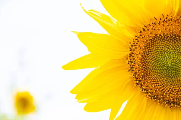 Ein Feld mit Sonnenblumen. große gelbe Blumenfeld. Blumen mit Samen. — Stockfoto